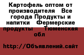 Картофель оптом от производителя - Все города Продукты и напитки » Фермерские продукты   . Тюменская обл.